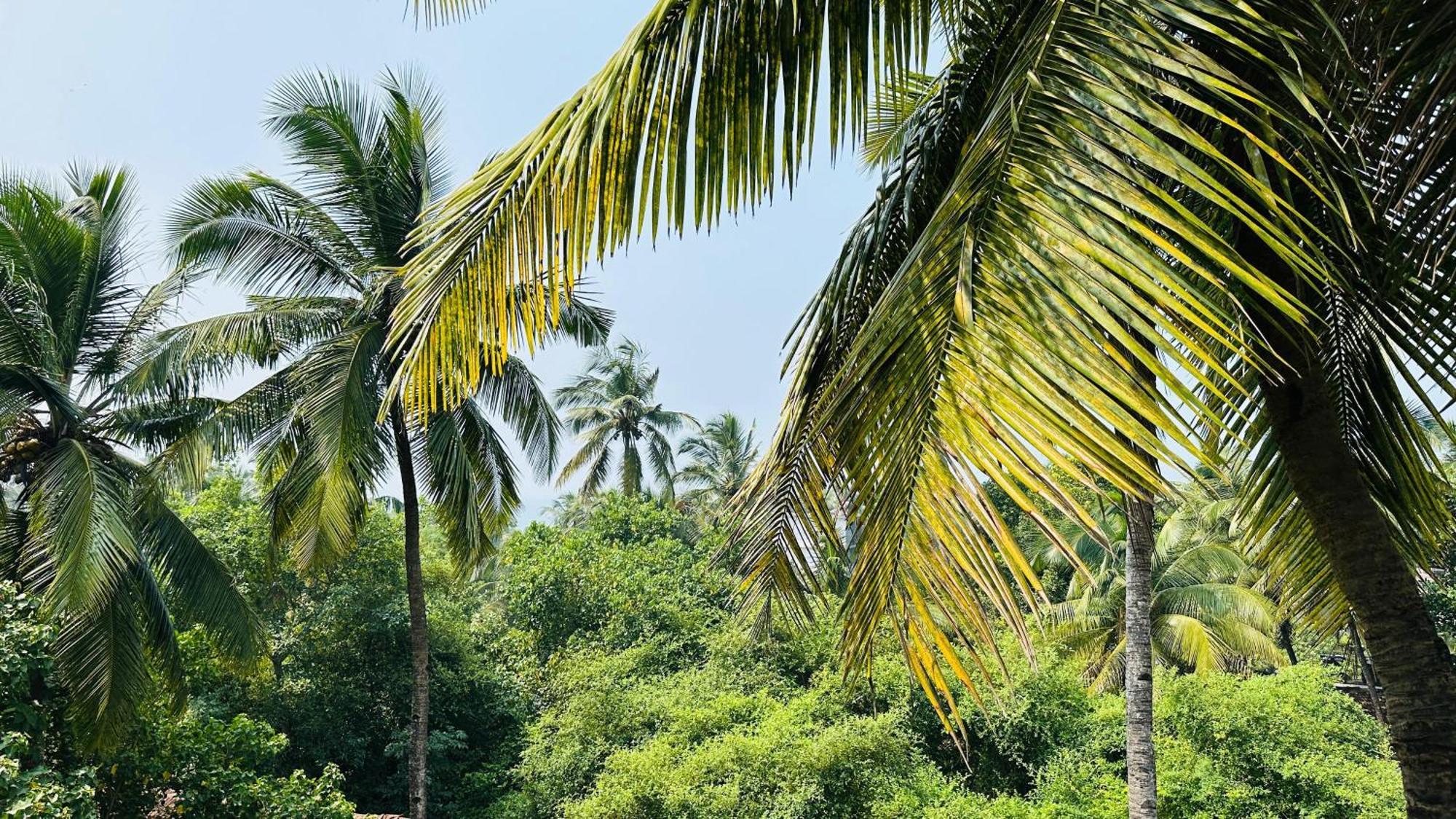 Omkar Wellness Inn Arambol Exterior photo
